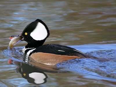 Hooded Merganser (WWT Slimbridge  20) - pic by Nigel Key